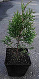 Туя західна Смарагд h 25-35 см 2 рік, фото 2
