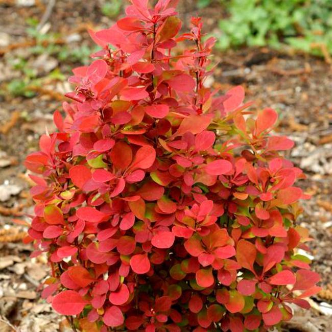 Саджанці Барбариса Тунберга Оранж Фаєр (Berberis thunbergii Orange Fire), фото 1