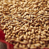 Солод ячмінний MUNICH MALT TYPE 2 - Мюнхенський 2 тип 1 кг - Weyermann Німеччина, фото 2