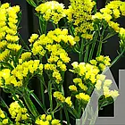 Насіння Статиця Кермек Золотий пісок, Садиба Центр 0,1 г, фото 3