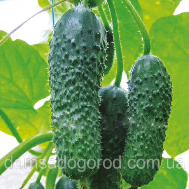 Огірок АНЗОР F1 Bejo 1000 шт.