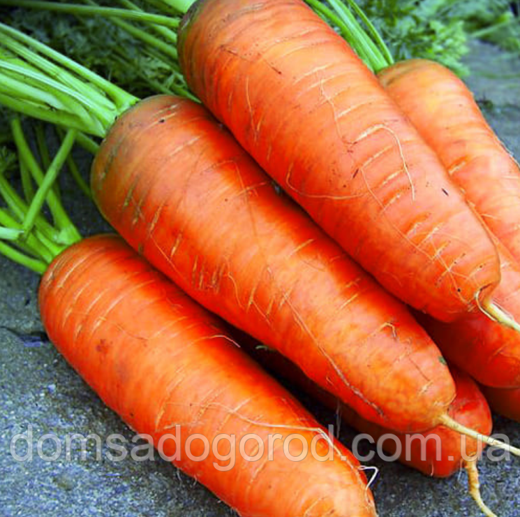 Морква БОЛТЕКС Clause 500 г