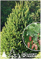 Саджанець Ялини Сизої Канадської (Picea canadensis) у горщику 1 л. висота 30-35 см. вік 3+ .ТМ LUCKY HARVEST