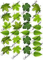 Съедобная картинка "Листья, деревья, лес, тропики, морские водоросли" сахарная и вафельная картинка а4 САХАРНАЯ БУМАГА