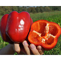 Насіння солодкого перцю Марек F1 (Clause), поштучно — ранньостиглий (65-70 днів), урожайний, кубовидний