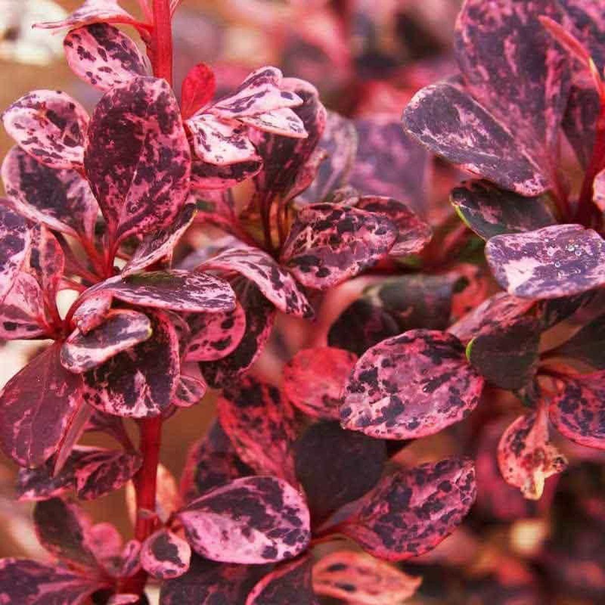 Саджанці Барбарис Тунберга Арлекін (Harlequin) Р9, фото 1