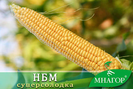 Насіння цукрової кукурудзи НБМ 2020 F1, Мнагор, фото 1