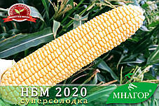 Насіння цукрової кукурудзи НБМ 2020 F1, Мнагор, фото 4