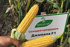 Насіння суперсолодкої кукурудзи Джамала F1, Мнагор, фото 4