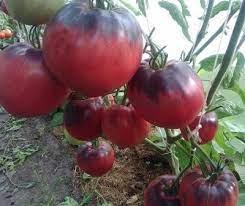 tomaty-bolezni 