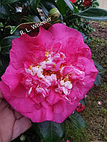 Камелія японська "Rl Wheeler". Camellia japonica "Rl Wheeler".