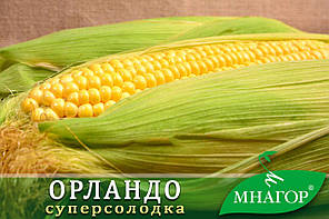 Насіння цукрової кукурудзи Орландо F1, Мнагор, фото 1