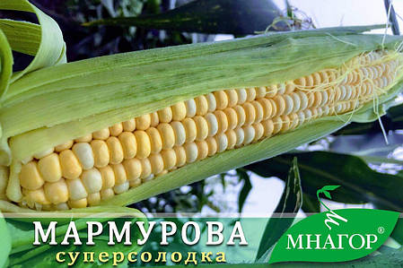 Насіння цукрової кукурудзи Мармурова F1 - біколор суперсолодка, Мнагор, фото 1