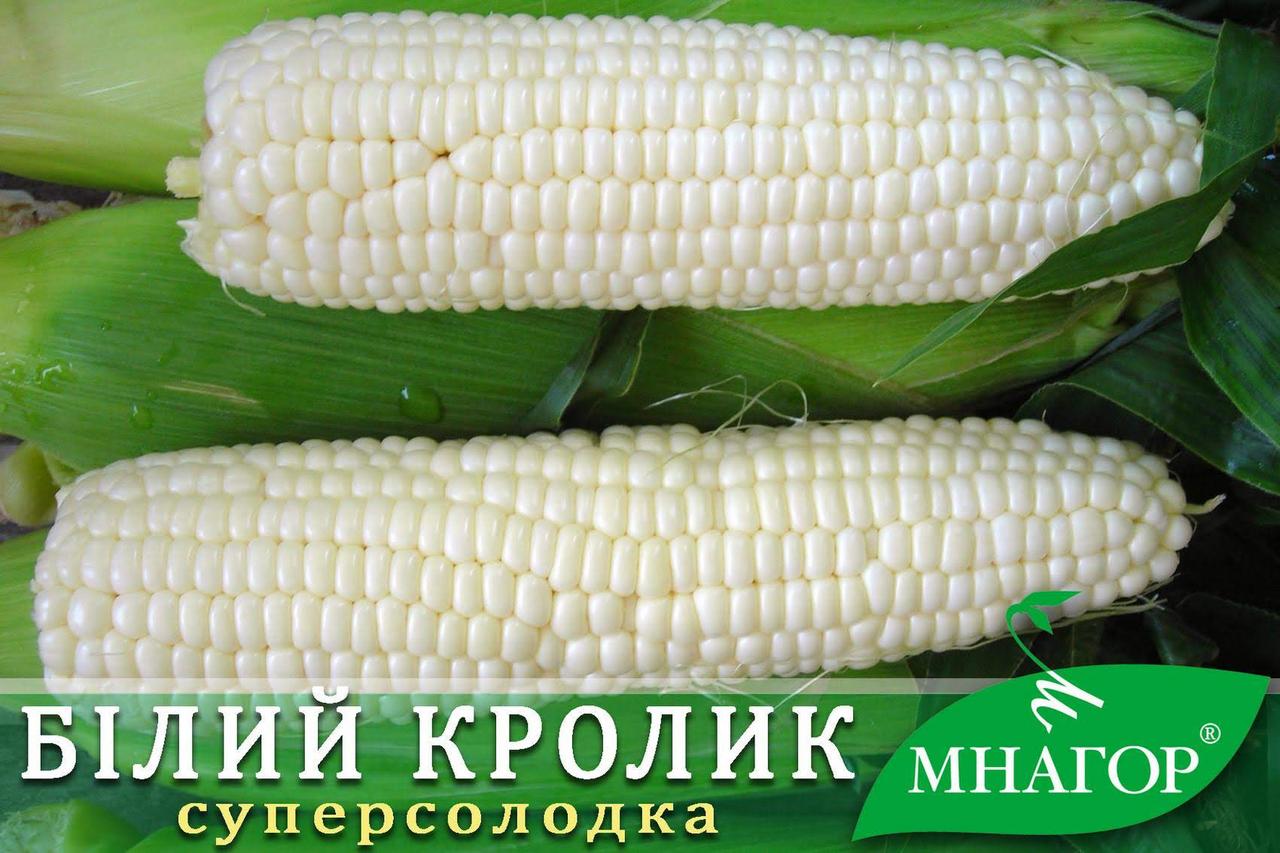 Насіння цукрової кукурудзи Білий Кролик F1, молочно-біле зерно, Мнагор