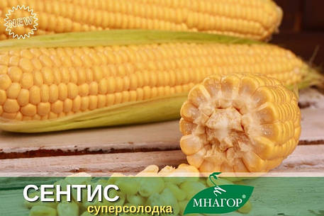 Насіння суперсолодкої кукурудзи Сентіс F1, Мнагор, фото 1
