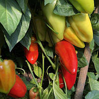 Насіння солодкого перцю Пелайо (Елітний Ряд), 30 насінин — середньоранній сорт (115 днів), конічний, червоний