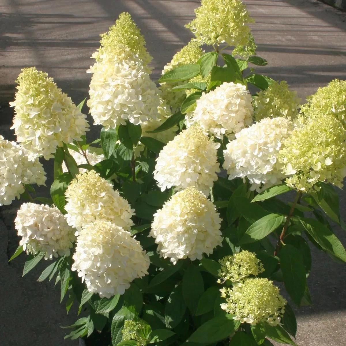 Саджанці Гортензії волотистої Саммер Сноу (Hydrangea paniculata Summer Snow) Р9
