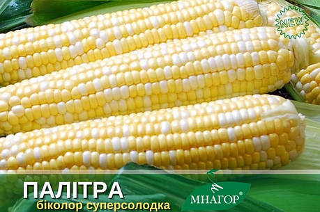 Насіння біколор кукурудзи Палітра F1, Мнагор, фото 1