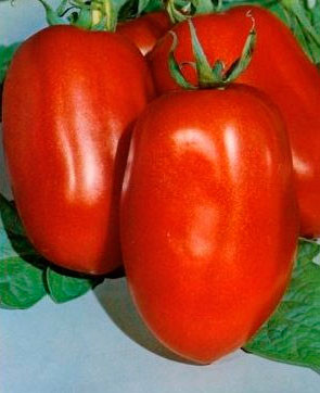 Насіння томату Монті F1 1000 насінин Seminis