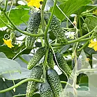 Насіння огірок Амур F1 Садиба 10 шт., фото 2