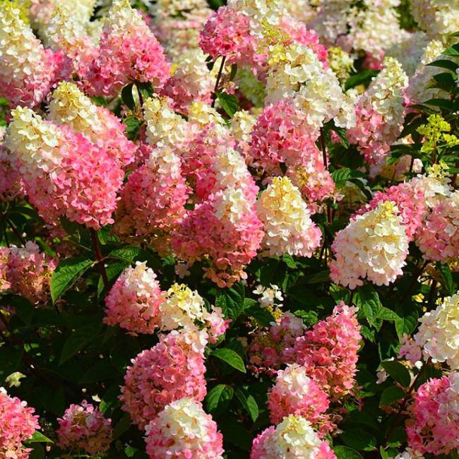 Саджанці Гортензії волотистої Строуберрі Блоссом (Hydrangea paniculatа Strawberry Blossom) Р9, фото 1
