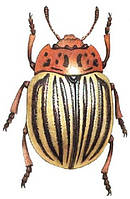 Захист рослин