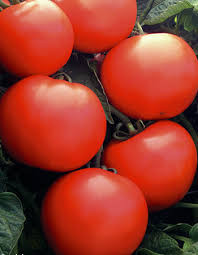 Насіння томату Дебют F1 1000 насінин Seminis