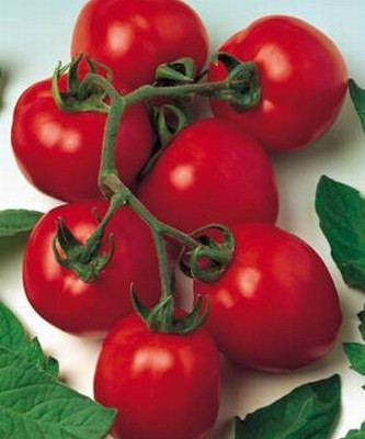 Насіння томату Дуел Ерлі F1 1000 насінин Seminis
