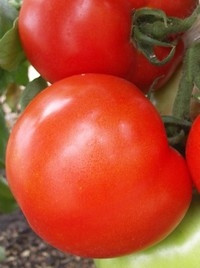 Насіння томату Таня F1 1000 насінин Seminis