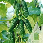 Насіння огірок Маринда F1, Голландия (10 шт.), фото 3