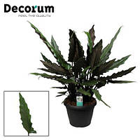 Рослина Alocasia Lauterbachiana Decopot (кімнатна)