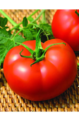 Насіння томату Мелодія F1 500 насінин Seminis