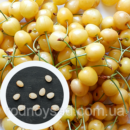 Насіння черешні