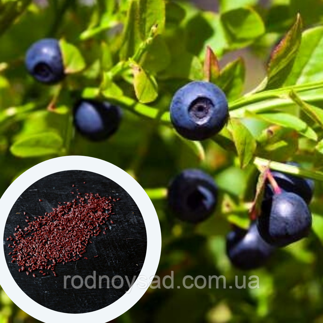Чорниця насіння (0,1 г прибл 400 шт) (Vaccenium myrtillus) звичайна європейська лохина борівка чорничник