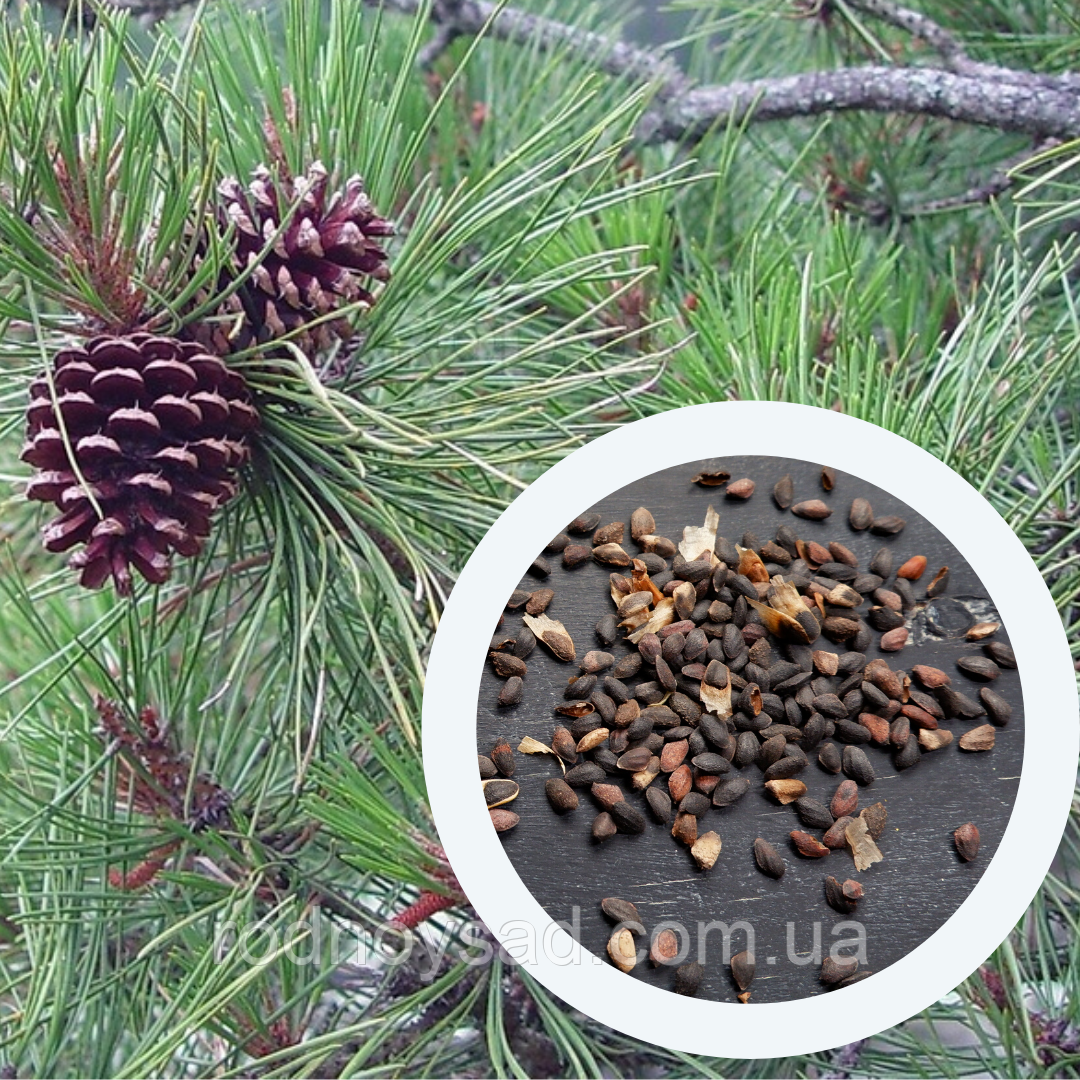 Сосна жорстка насіння 0,5 грами (прибл. 100 шт) (Pinus rigida) для вирощування саджанців + подарунок