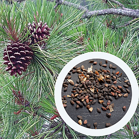 Сосна жорстка насіння 0,5 грами (прибл. 100 шт) (Pinus rigida) для вирощування саджанців + подарунок