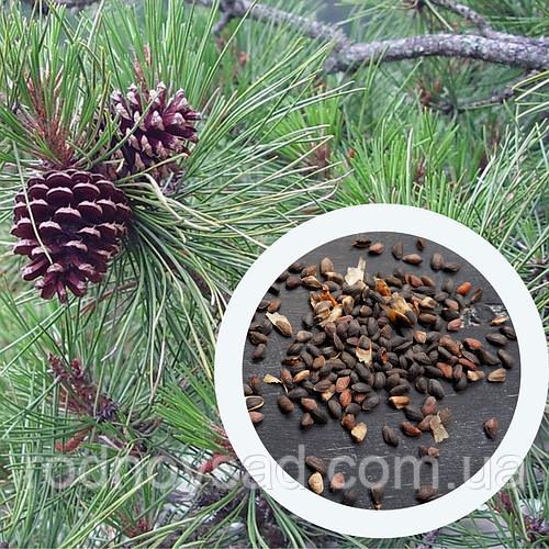 Сосна жёсткая семена 0,5 грамма (около 100 шт) (Pinus rigida) для ...