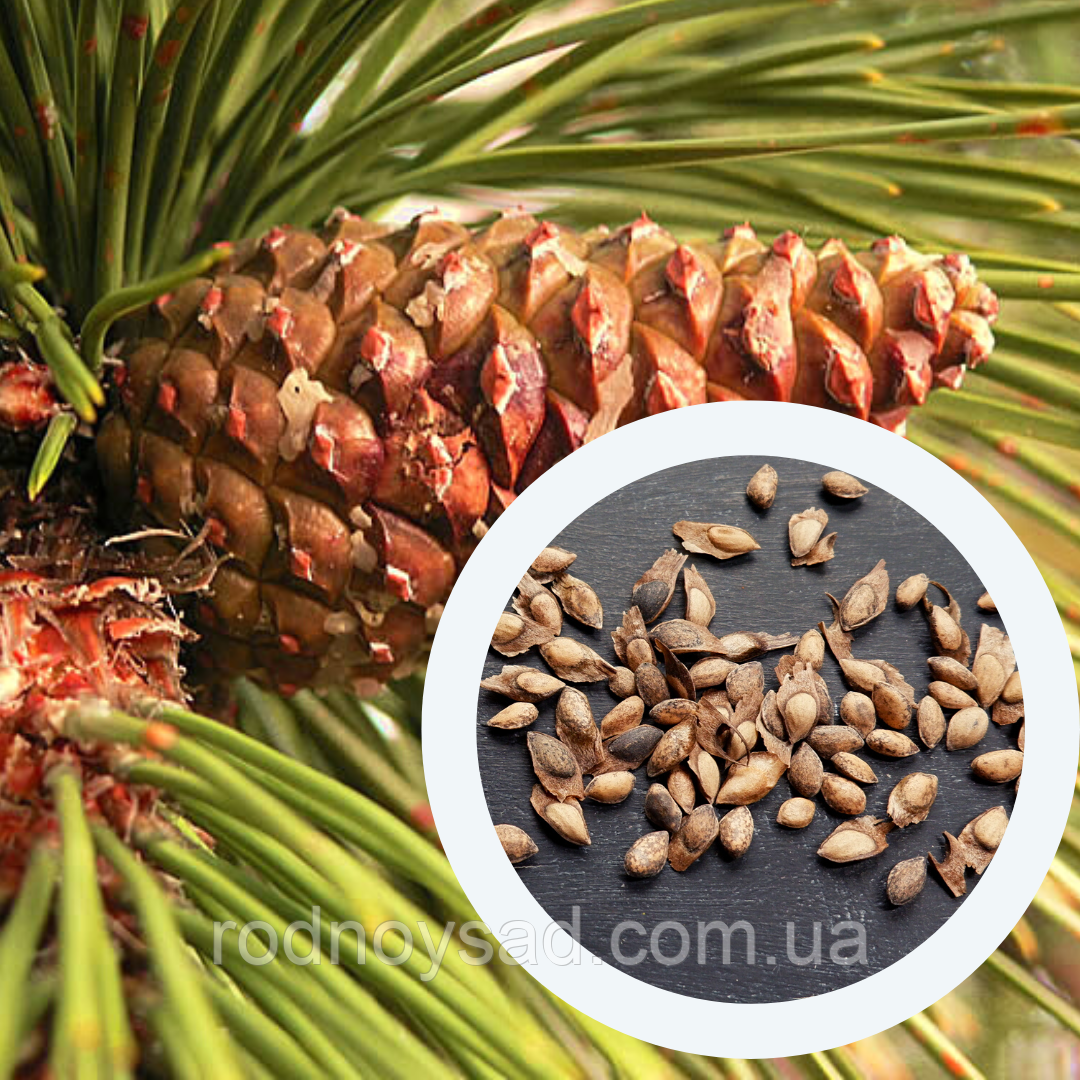 Сосна чорна насіння 1 гр (прибл. 40 шт) (Pinus nigra) австрійська для вирощування саджанців
