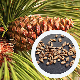 Сосна чорна насіння 1 гр (прибл. 40 шт) (Pinus nigra) австрійська для вирощування саджанців