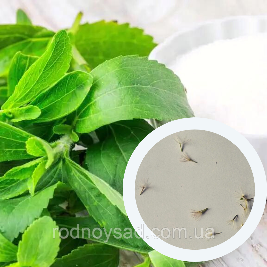 Стевія насіння (10 шт) (Stevia rebaudiana) солодка медова трава, фото 1