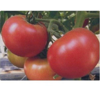 Насіння томату Пандароза F1 500 насінин Seminis