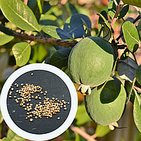 Фейхоа семена (10 шт) (Feijoa sellowiana) акка гуавастин гуава ананасовая