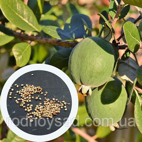 Насіння фейхоа