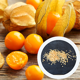 Фізаліс полуничний насіння 0,2 гр. (прибл. 120 шт)