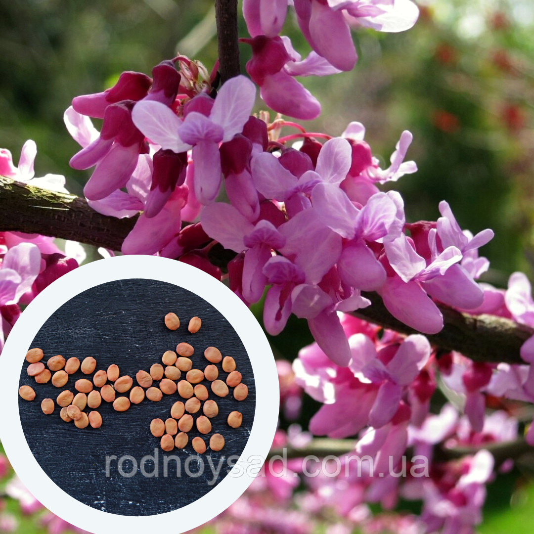 Церцис канадський насіння (10 шт) (Cercis canadensis) східний червонолистий