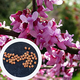 Церцис канадський насіння (10 шт) (Cercis canadensis) східний червонолистий