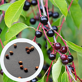 Черемха насіння (20 шт) (Prúnus pádus) звичайна кистева