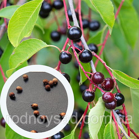 Насіння черемхи