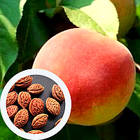 Персик манчьжурский семена (10 шт) подвой для саженцев морозостойкий