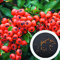 Пираканта ярко-красная семена (20 шт) (Pyracantha coccinea)